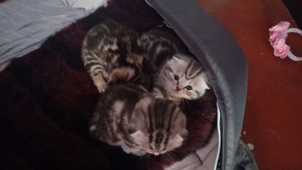 Котята шотландскі