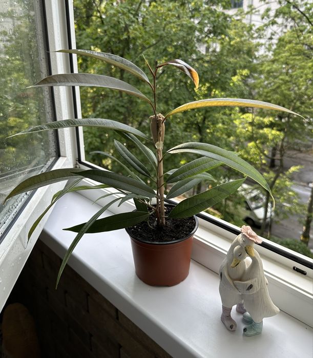 Фікус Амстел Кінг