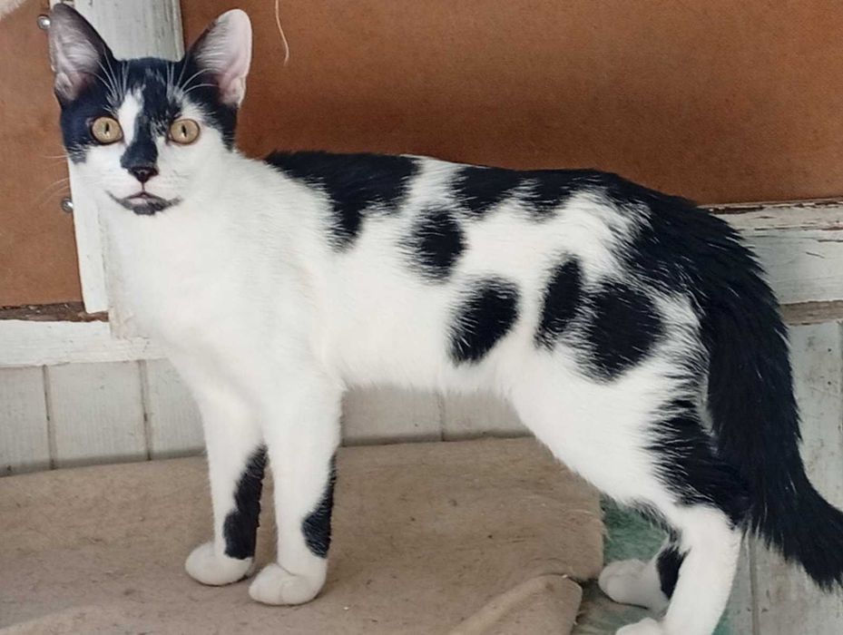 Котик хлопчик 4міс