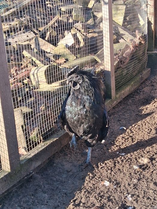 Kogut  rasy Ayam cemani