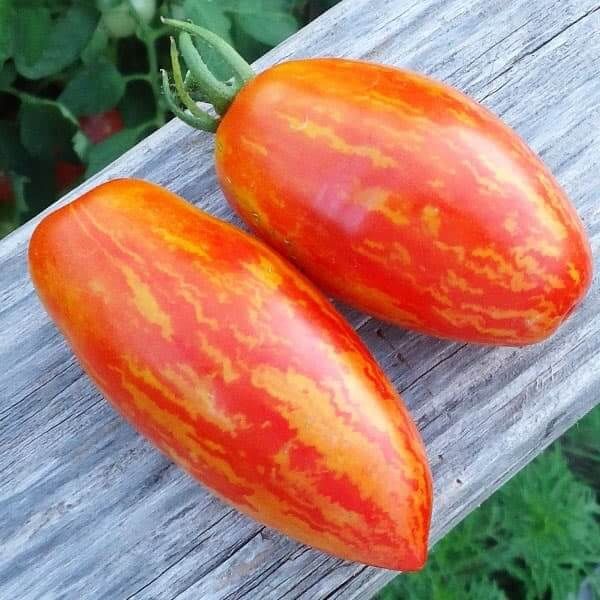 DUO - sadzonka pomidora