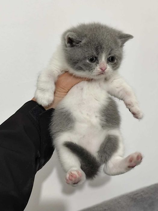 Gatinho british azul e branco