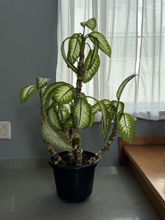 Planta Natural Dieffenbachia (Comigo-Ninguém-Pode) 1metro altura