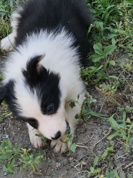 Suczka Border Collie