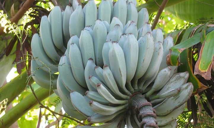 NOVIDADE a famosa BANANEIRA AZUL Apenas envios