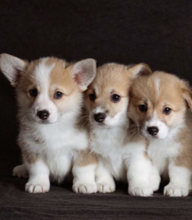 Щенки вельш- корг