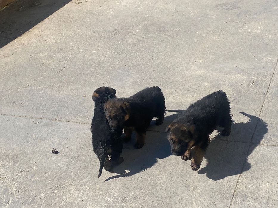 Pastor alemáo puros