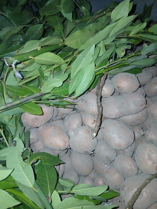 Batatas de qualidade  novas
