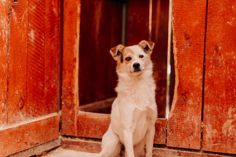 Uroczy Kajtek szuka domku