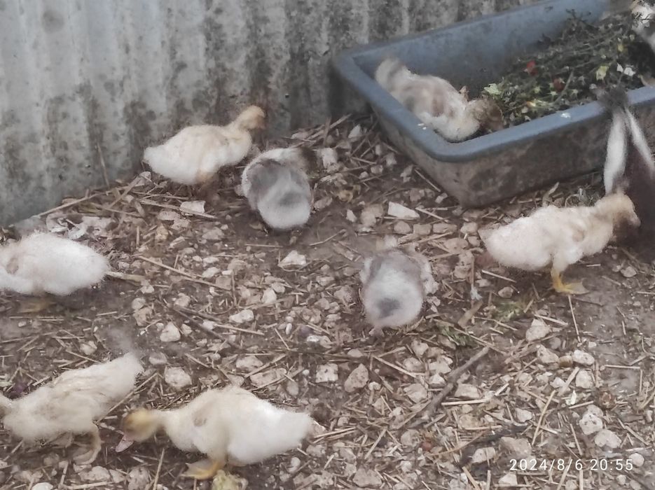 Patos mudos de raça grande