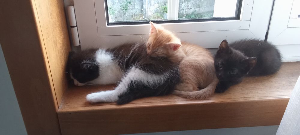 Gatinhos para doar