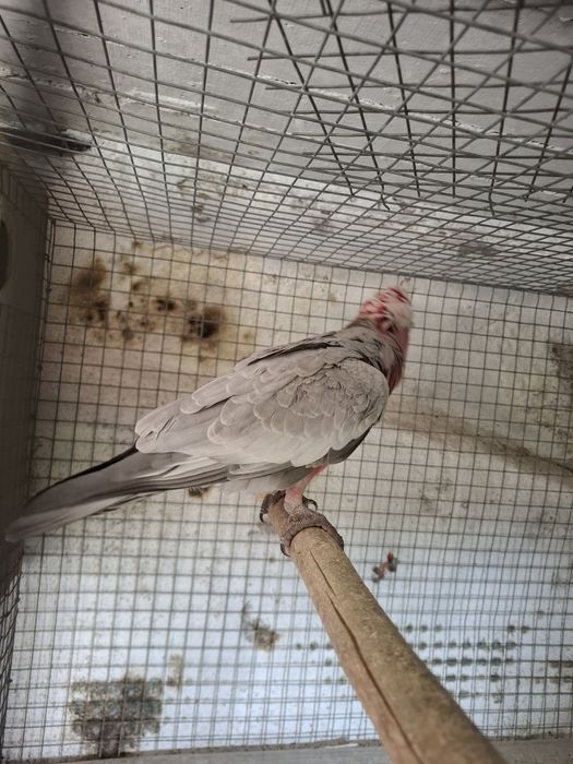 Casal catatuas galah