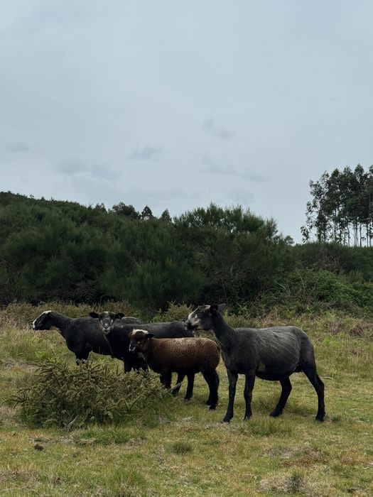 Machos borregos P3 puros