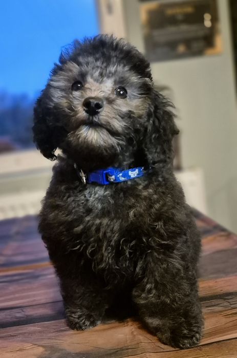 Pudel Miniaturowy srebrny gotowy do odbioru