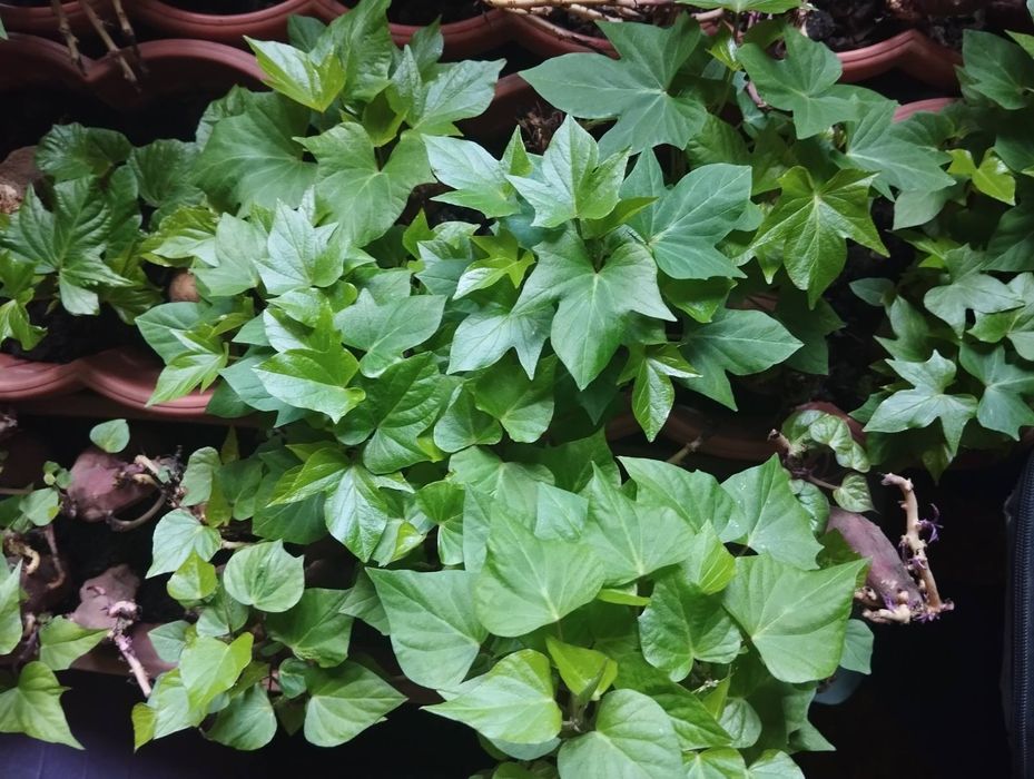 Батат ростки 3сорта