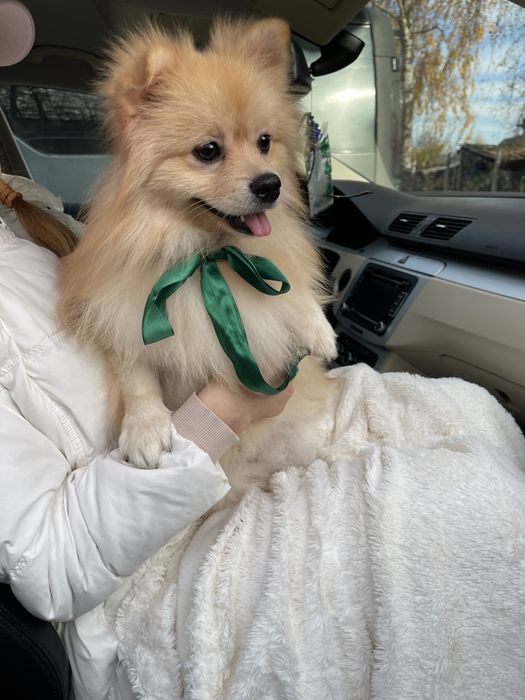 Померанські шпіци — Гарантовано закохаєтесь з першого погляду