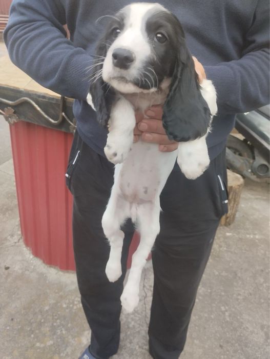 Продам цуценят Спаніельчиків