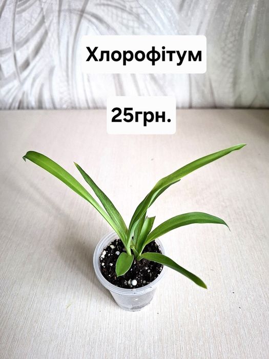 Кімнатні квіти, ціна підписана.