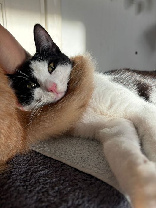 Kocie pingwinki szukają domku