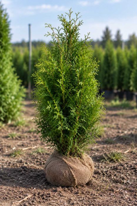 Sadzonki Tuja Brabant 140-200 cm | Dostawa + Sadzenie | Michałowice