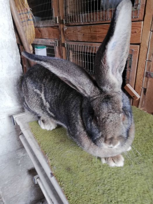 Belgijski Olbrzym Szary samica