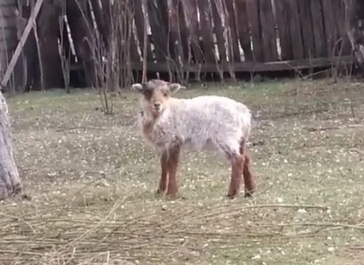 Баран 1 місячний.