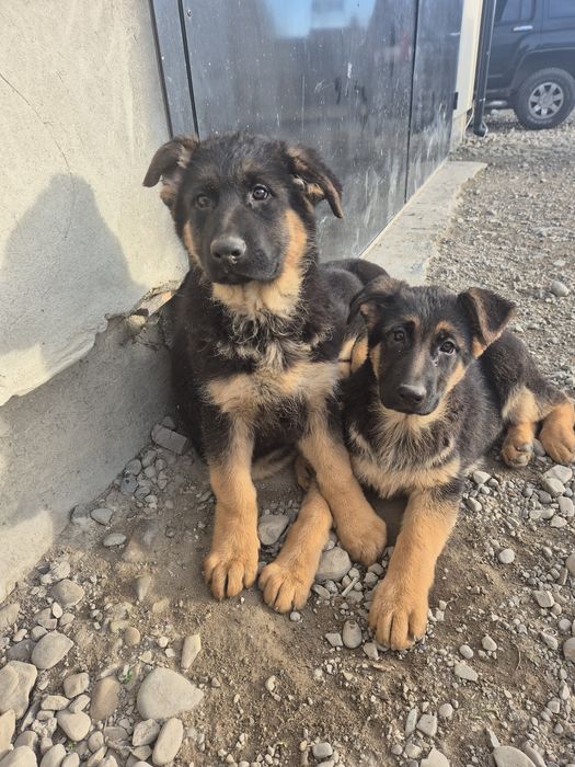 Продам цуценят породи Німецька вівчарка