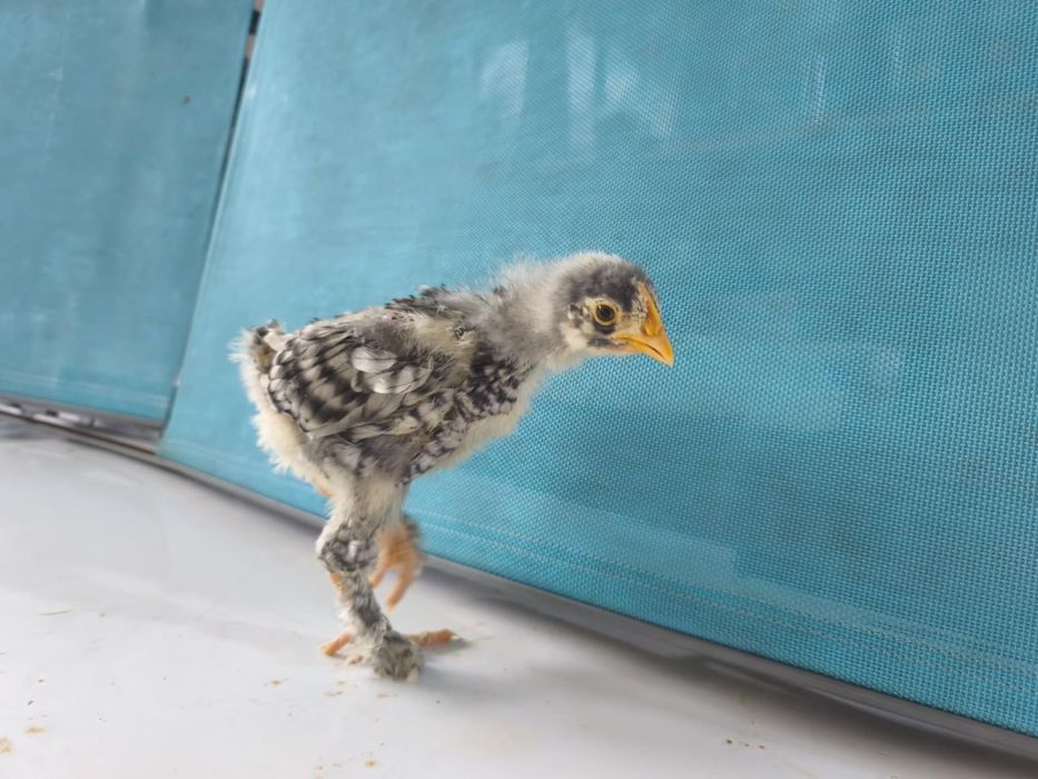 Pintos Malines para dispensar