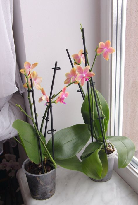 Орхідея фаленопсис відцвіташки 5 різних кольорів