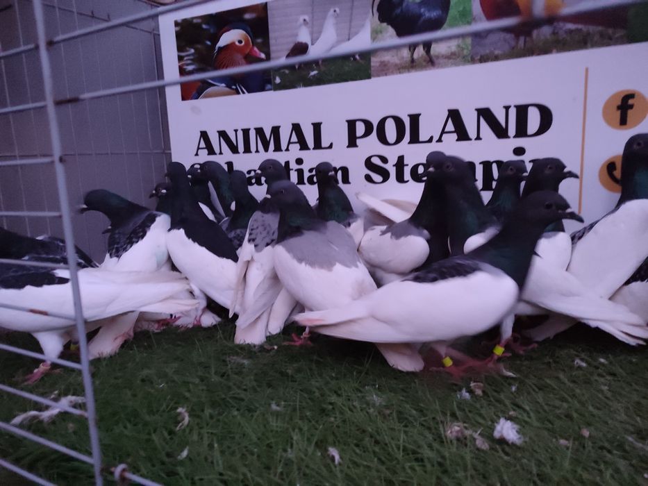 Gołębie. Murzyny. Murzyn. Możliwy transport