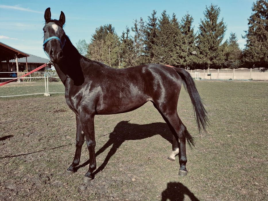 Kajpirynia - piękność z Perkowa