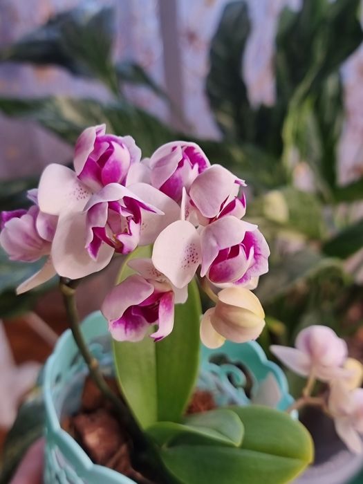 Продам орхидею Phal 5069 Witch Gem (Little Gem Stripes peloric - 3 lip