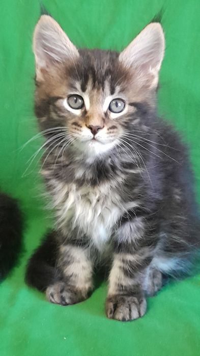 Гарні кошенята мейн кун.