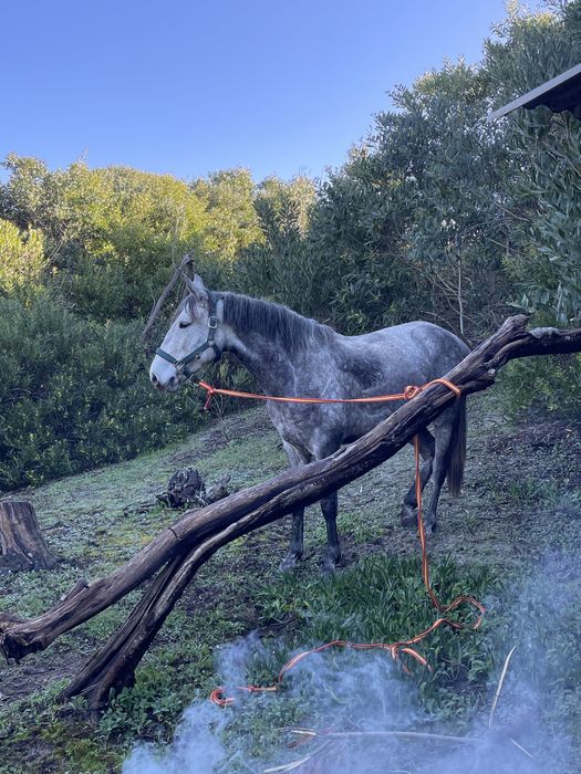 Vendo egua com 5 anos muito bem montada com livro verde