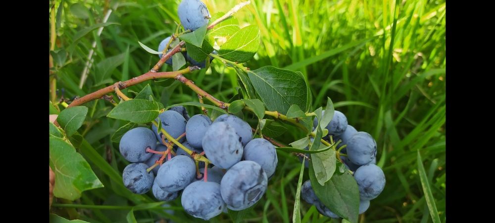 Borówka amerykańska bluecrop, krzaki 9-letnie