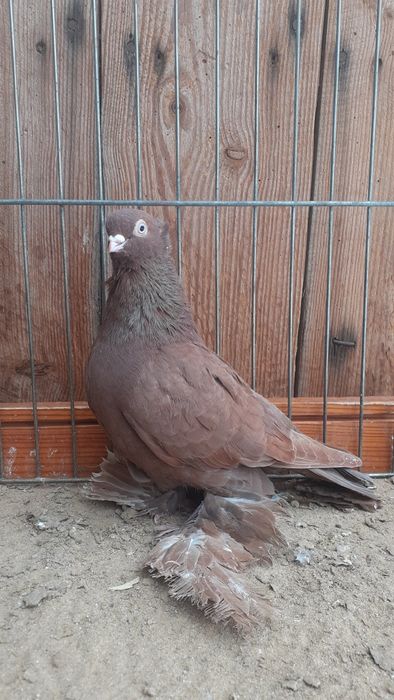 Wywrotki wschodnio pruskie