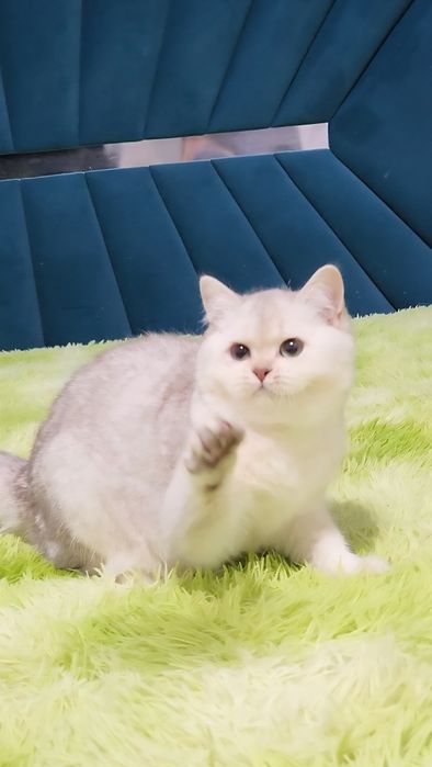 Британська дівчинка срібна шиншила