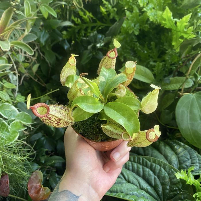 Непентес Nepenthes hookeriana