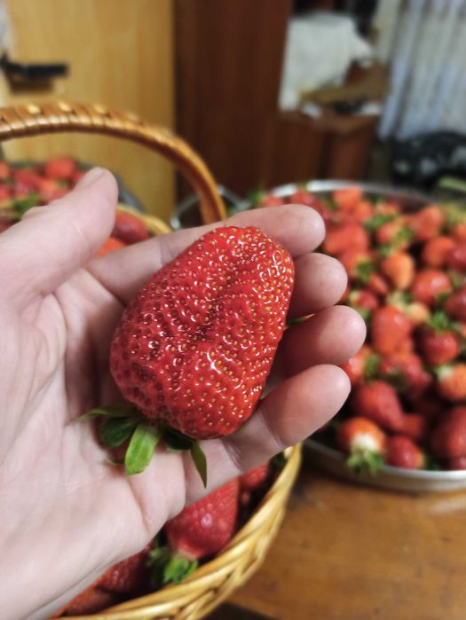 Саджанці полуниці середніх сортів.