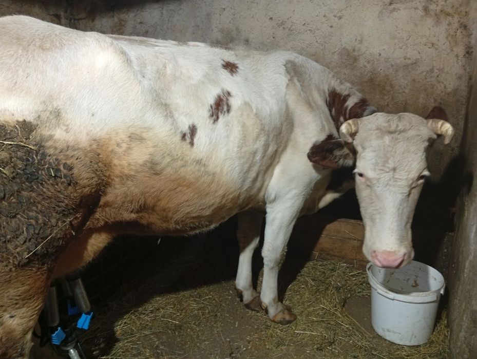 Продам молоду  корову