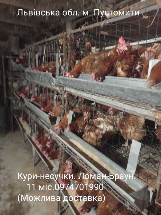 Кури-несучки. Ломан-Браун.