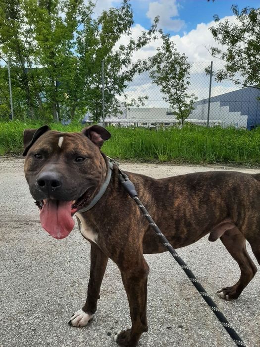 Zgrywusek szuka domu