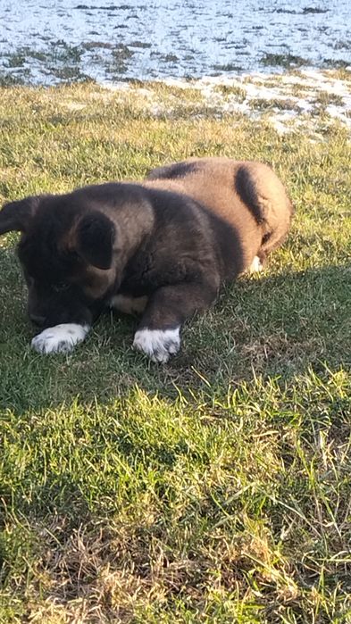 Щенята Акіти КСУ