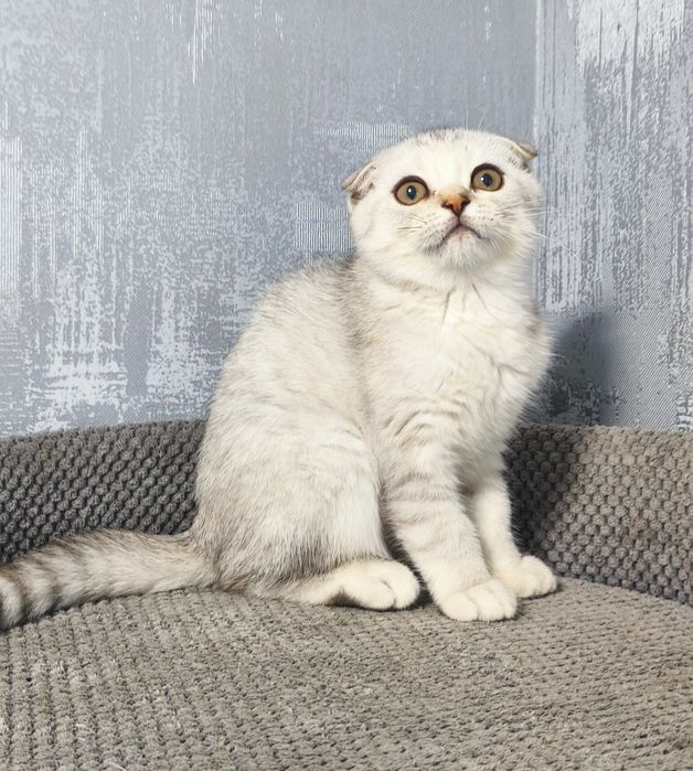 Висловуха дівчинка срібла шиншила котята кошенята котики