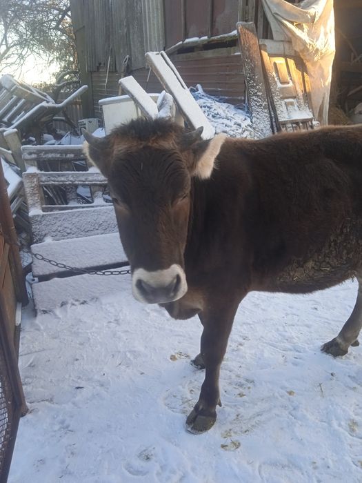 Продам тильну телицю Джерси 75 % остальное Лебедин 25%