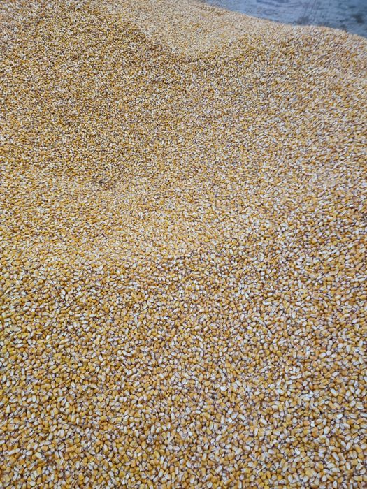 Milho Graúdo 2024/0.30€ kilo