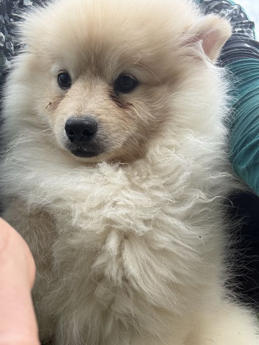 Sipitz medio maravilho 6 meses