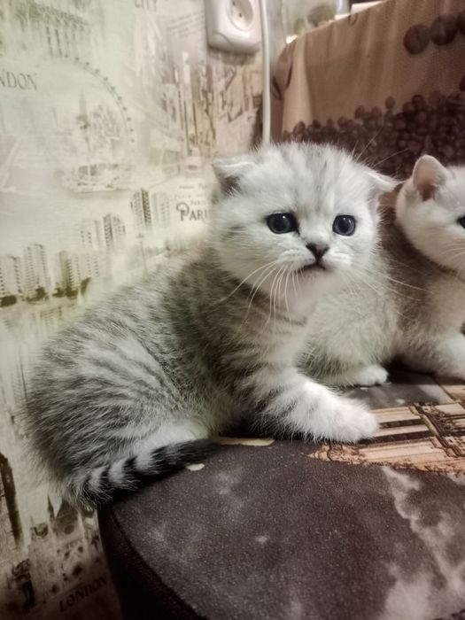 Продам шотландских котят.