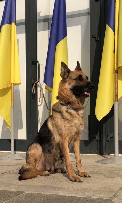 Немецкая овчарка