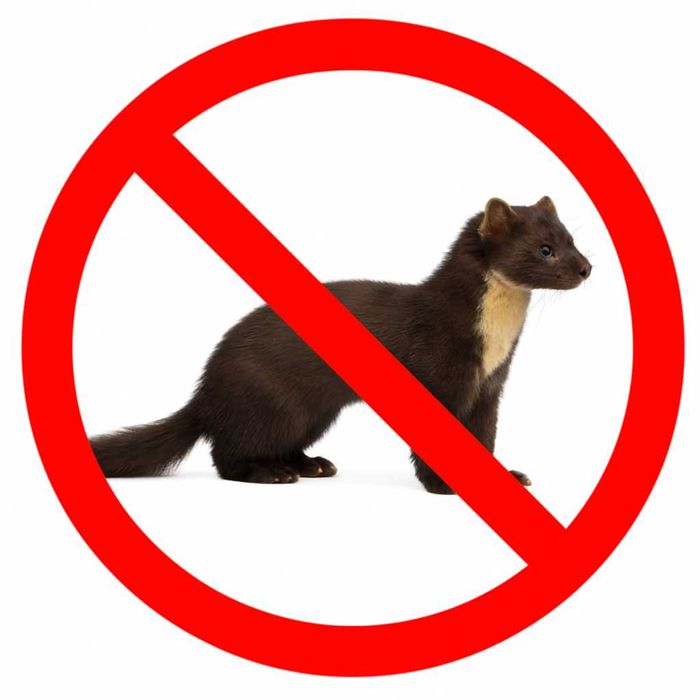 Odstraszanie kun bezpiecznymi metodami i naprawa szkód